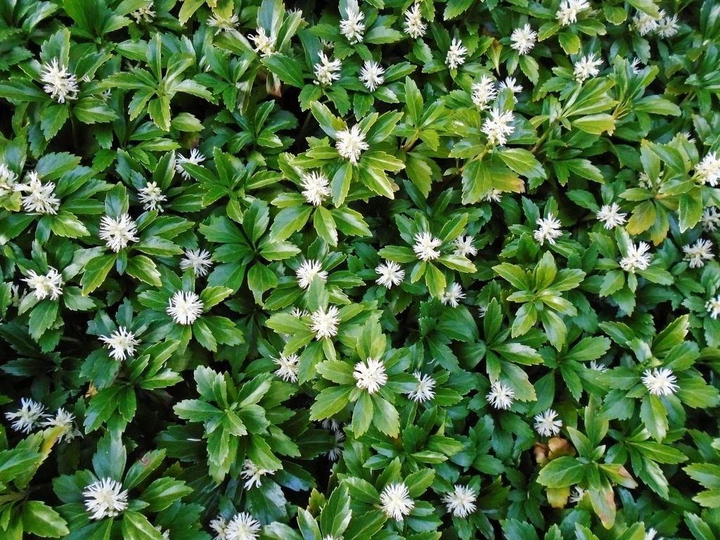 Пахизандра верхушечная "Pachysandra terminalis" С3